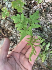 Sceptridium oneidense