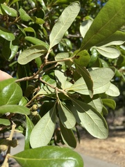 Quercus