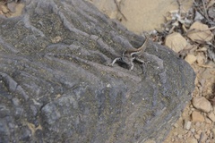 Microlophus bivittatus