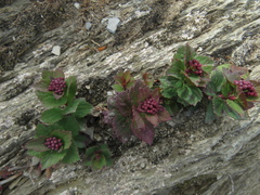 Spiraea morrisonicola