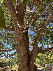 Quercus