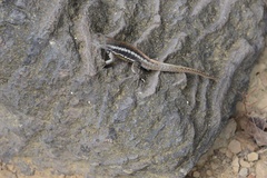 Microlophus bivittatus