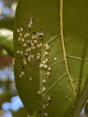 Aleuroplatus coronata