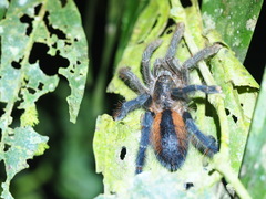 Avicularia hirschii