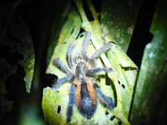 Avicularia hirschii