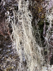 Ramalina thrausta