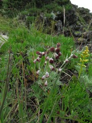 Artemisia kawakamii