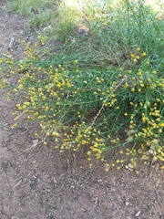 Erigeron inornatus