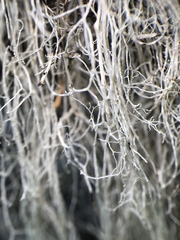 Ramalina thrausta