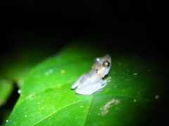 Pristimantis kichwarum