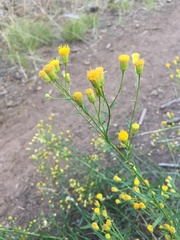 Erigeron inornatus