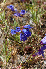 Penstemon heterophyllus purdyi