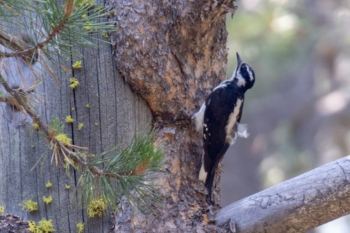 iNaturalist observation photo of Hairy Woodpecker