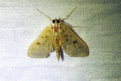 Uresiphita reversalis