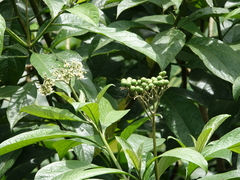 Callicarpa acuminata