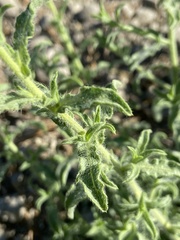 Heterotheca