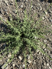 Heterotheca
