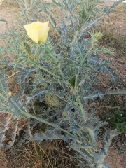 Argemone subfusiformis