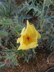 Argemone subfusiformis