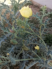 Argemone subfusiformis