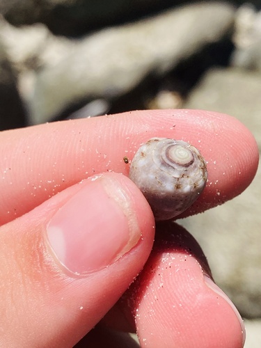 Coronated Cone (Conus coronatus)
