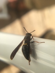 Ancistrocerus unifasciatus