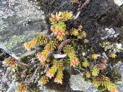 Sedum morrisonense