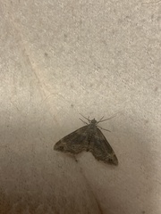 Xanthorhoe spadicearia