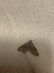 Xanthorhoe spadicearia