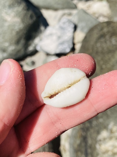 Money Cowry — seen at this dive site