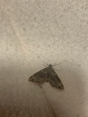 Xanthorhoe spadicearia