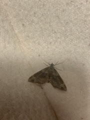 Xanthorhoe spadicearia