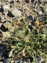 Heterotheca