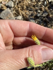 Heterotheca