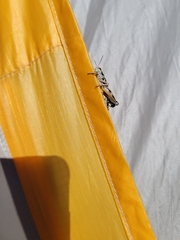 Melanoplus oregonensis