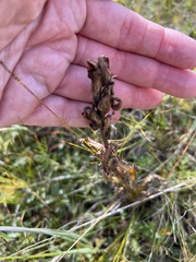 Pedicularis tristis