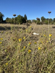 Grindelia
