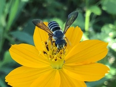 Megachile inimica
