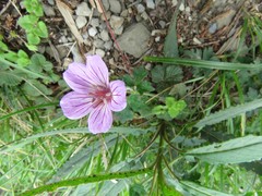 Geranium hayatanum