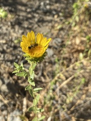 Grindelia