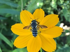 Megachile inimica