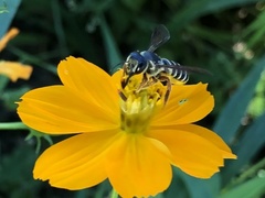 Megachile inimica