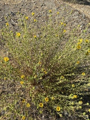 Grindelia