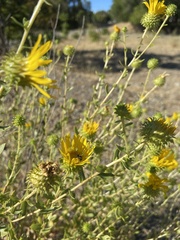 Grindelia