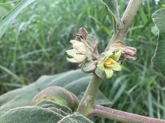Solanum sessiliflorum
