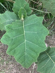 Solanum sessiliflorum