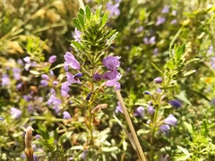 Dracocephalum olchonense