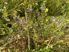 Dracocephalum olchonense