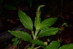 Crepidium bancanoides