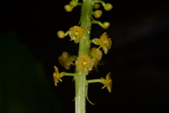 Crepidium bancanoides